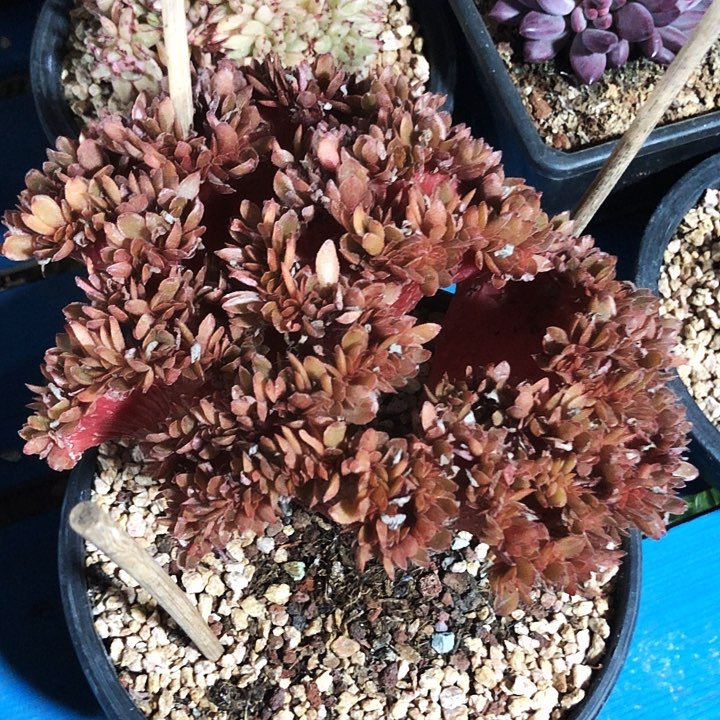 糖果缀化多肉植物