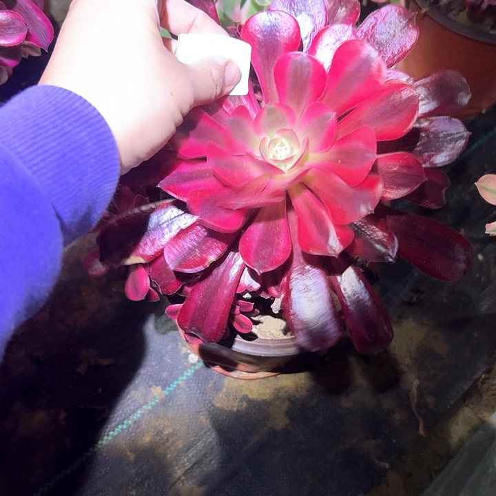 法师一物一拍链接79