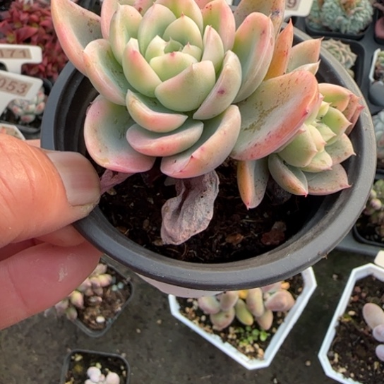 360粉色维拉锦一物一拍多肉