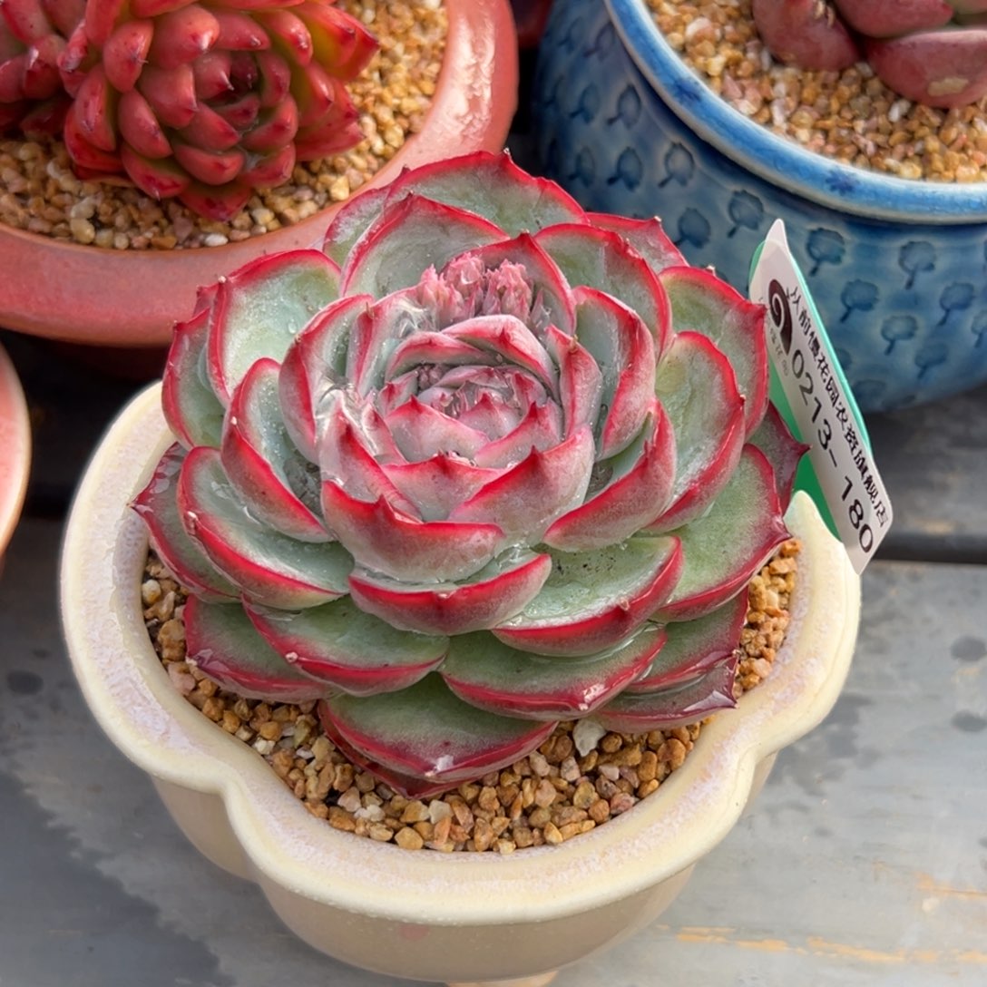 多肉一物一拍0213-180