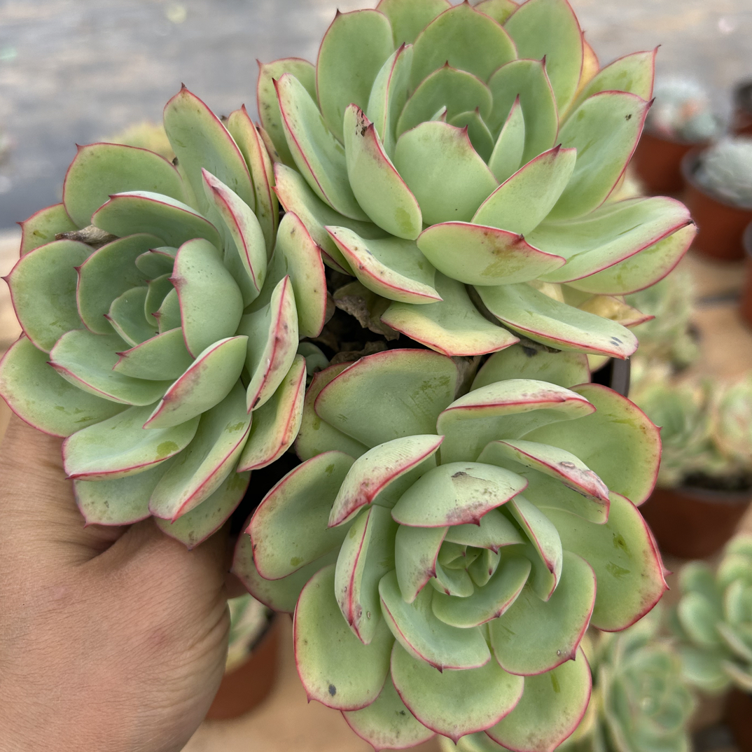 多头牡丹亭多肉植物   全场满16.8包邮，实物以直播展示为准