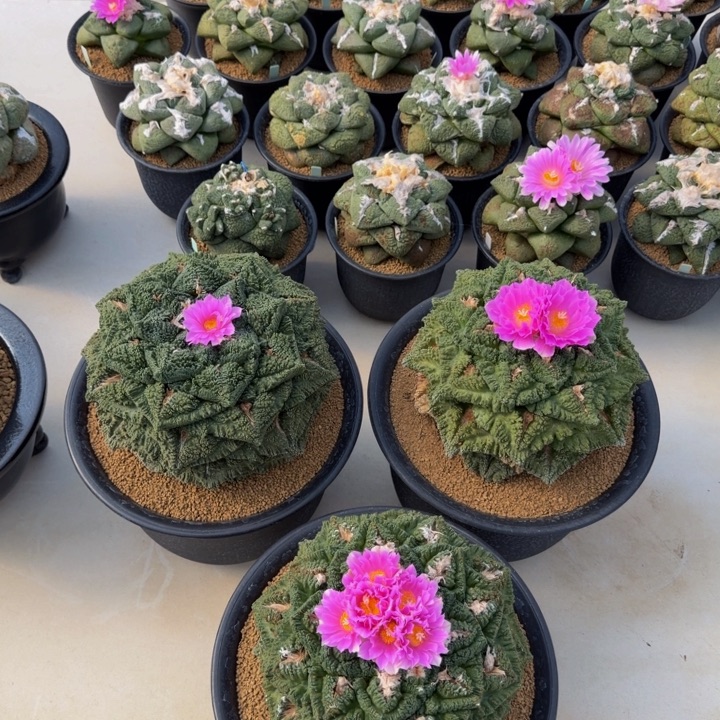 巨无霸哥斯拉母本展示