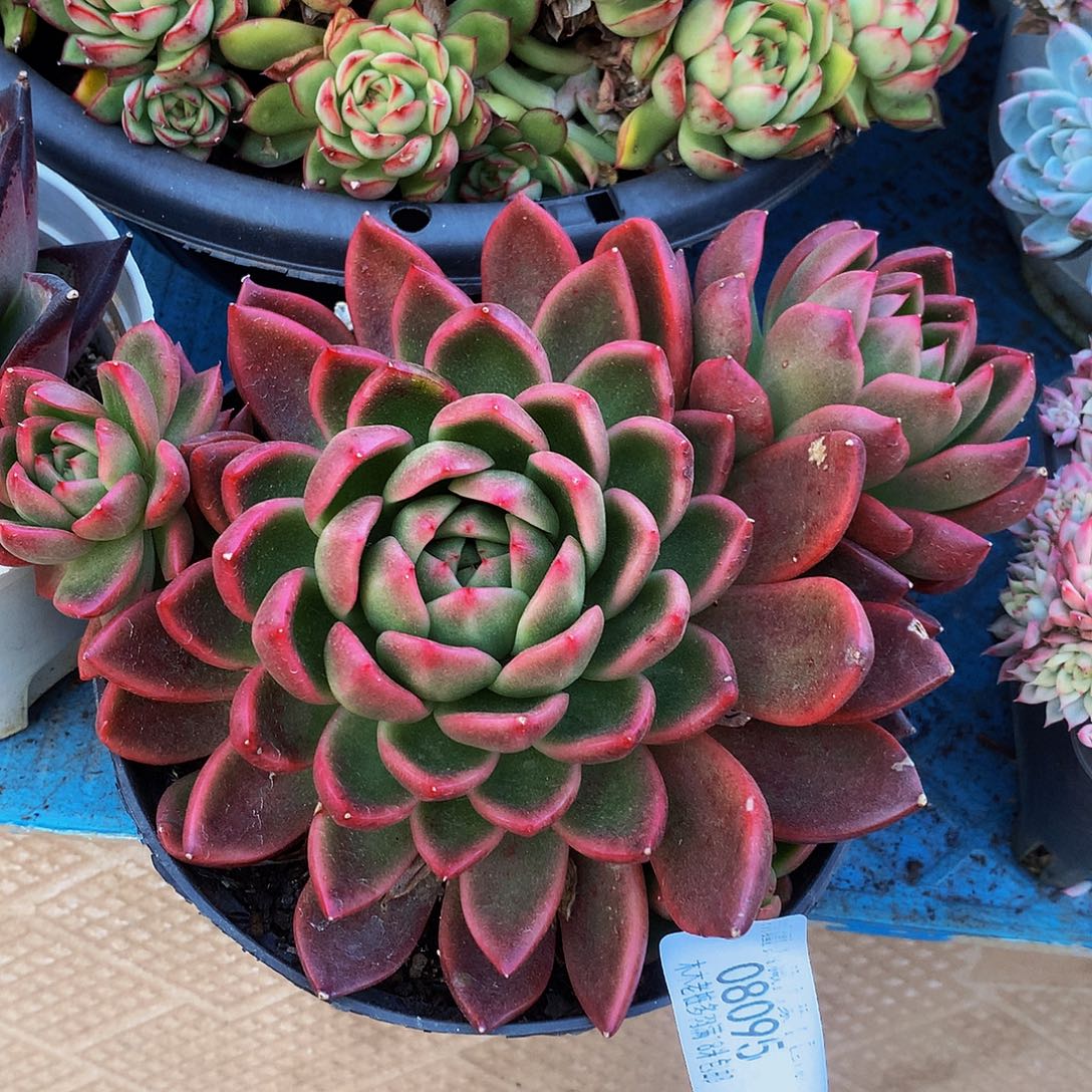 余***i红女巫08095多肉多肉