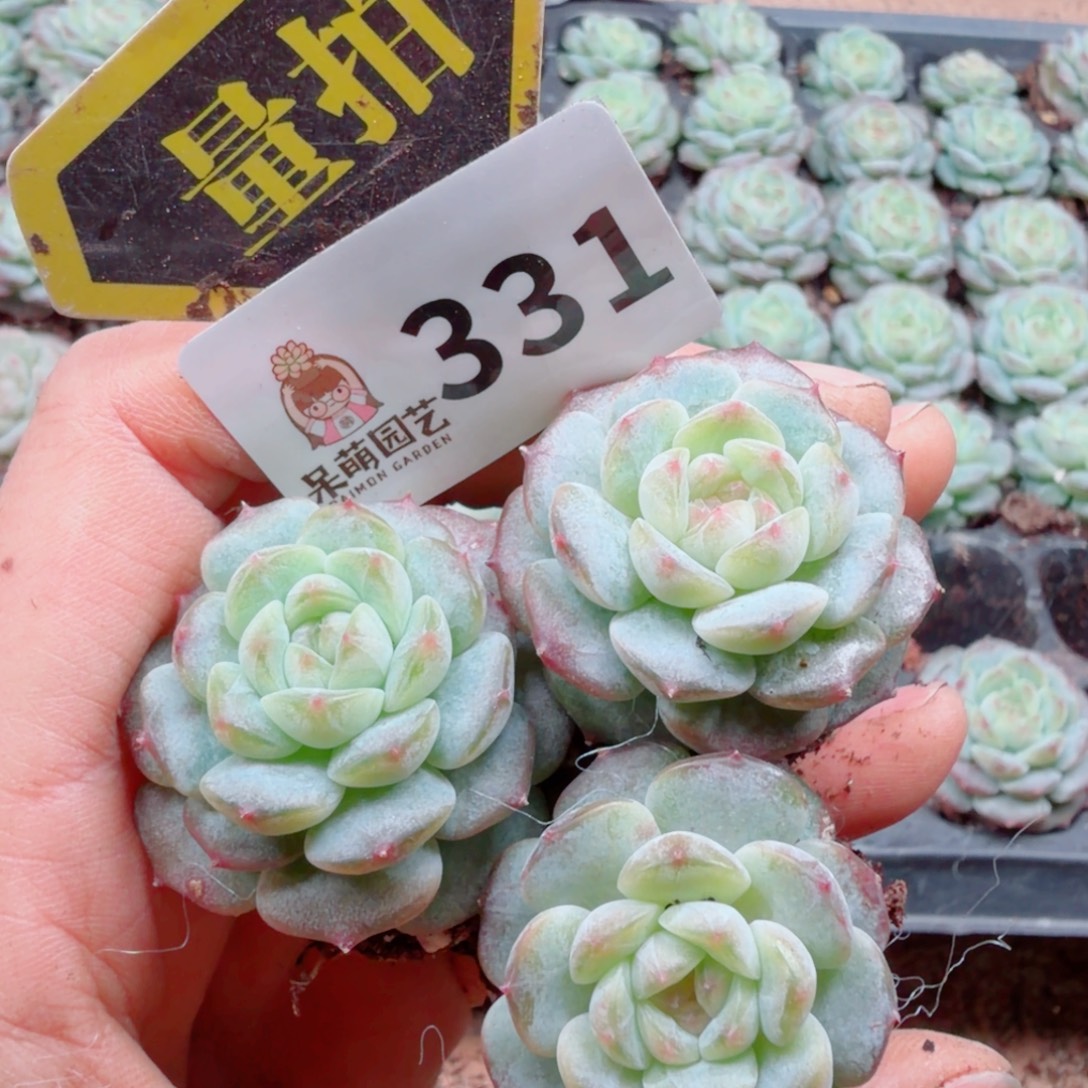 多肉植物多肉植物