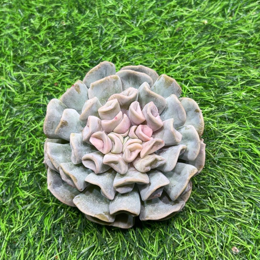 风***尾爱神、一物一拍。  