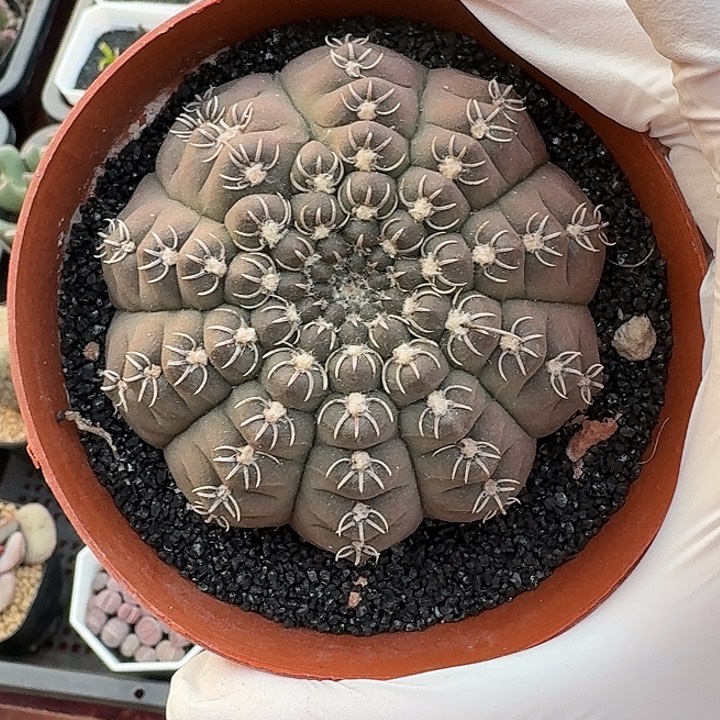 白刺瑞昌玉仙人球123