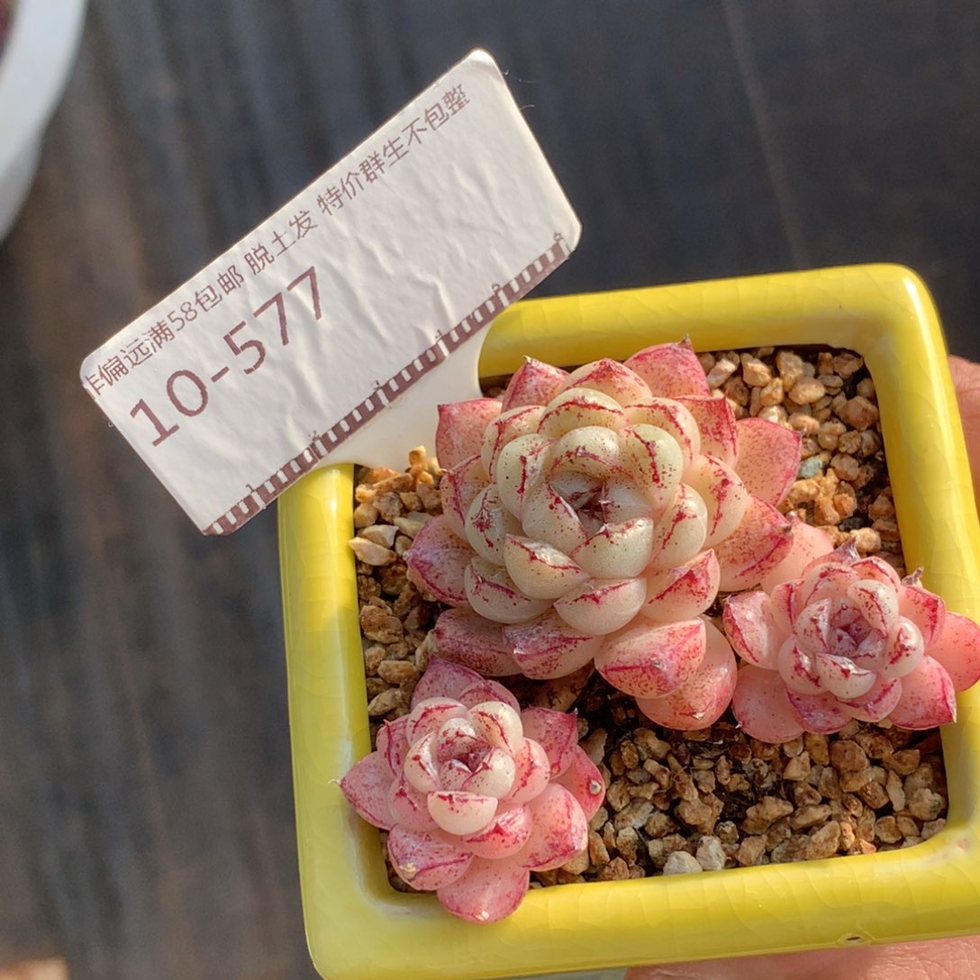 赤水晶老桩自然群58包邮