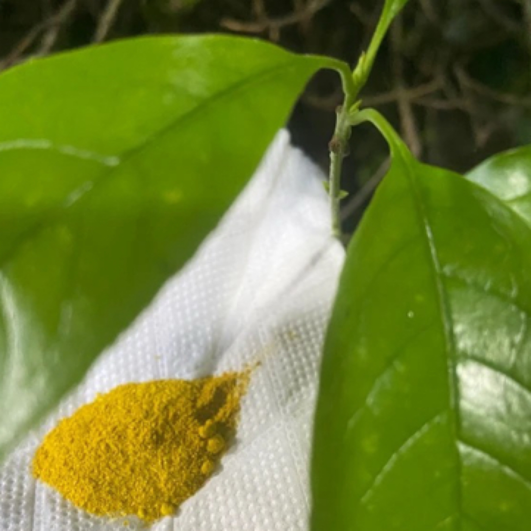 【静静专属山货】  X/D菇1g起