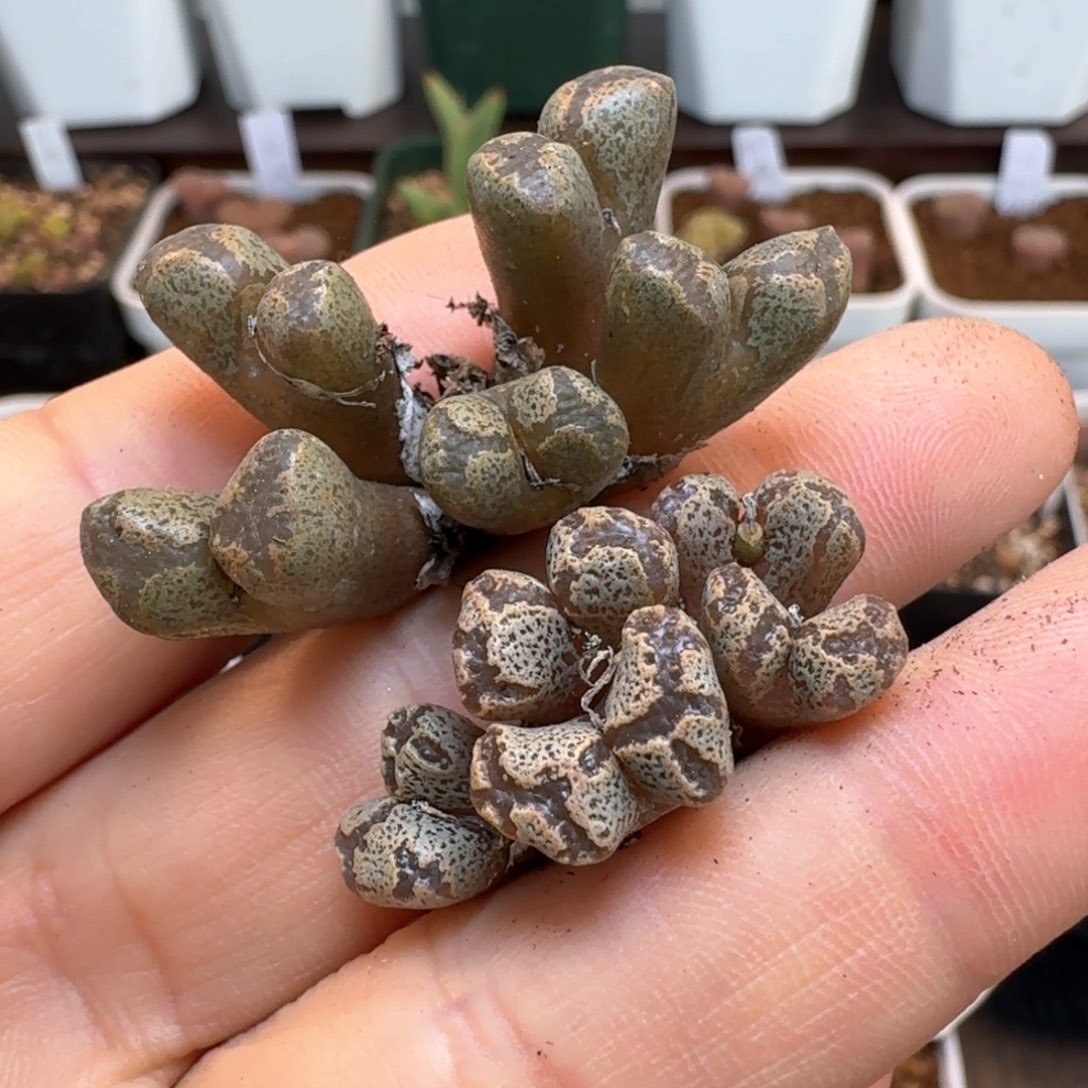 567两颗蝴蝶勋章000000