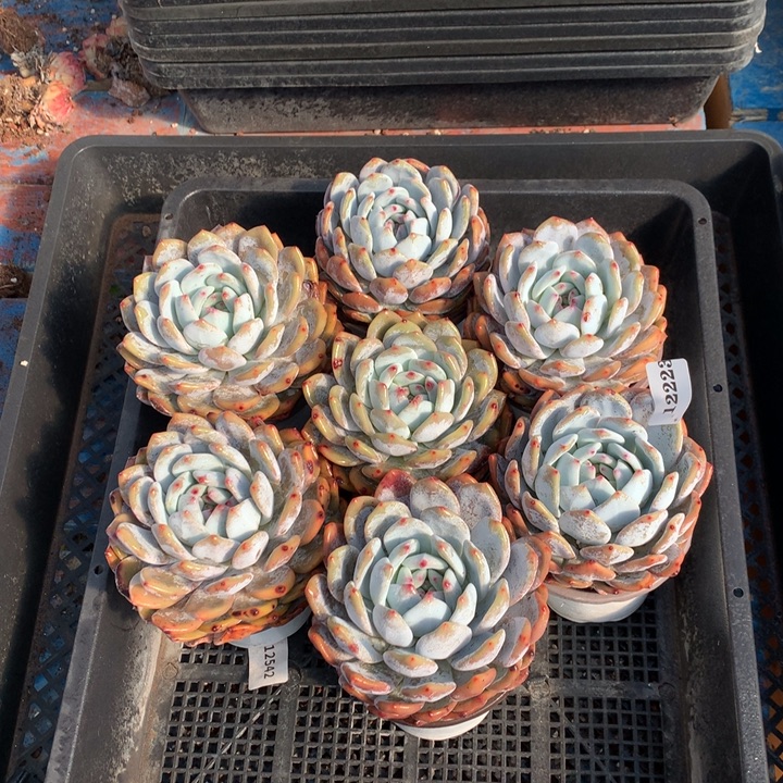 12223七个嗯嗯嗯嗯嗯嗯嗯好想