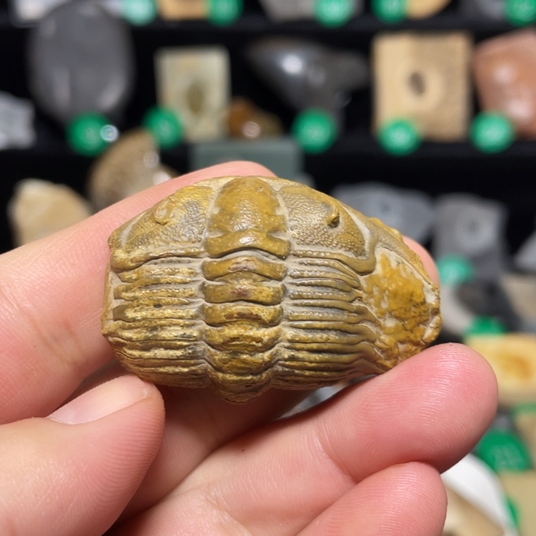 帕氏德氏虫中寒武纪崮山组