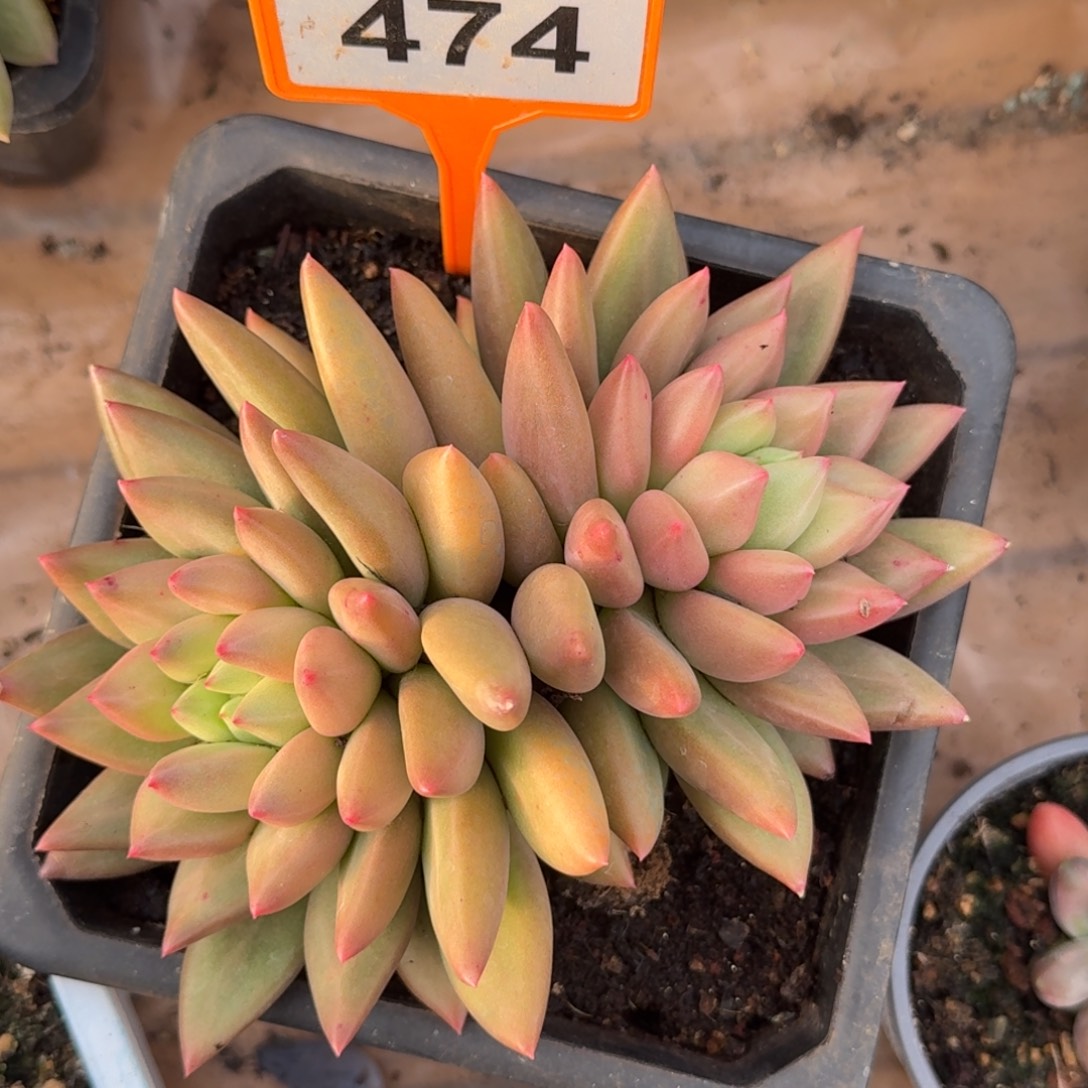 多肉植物米其林474