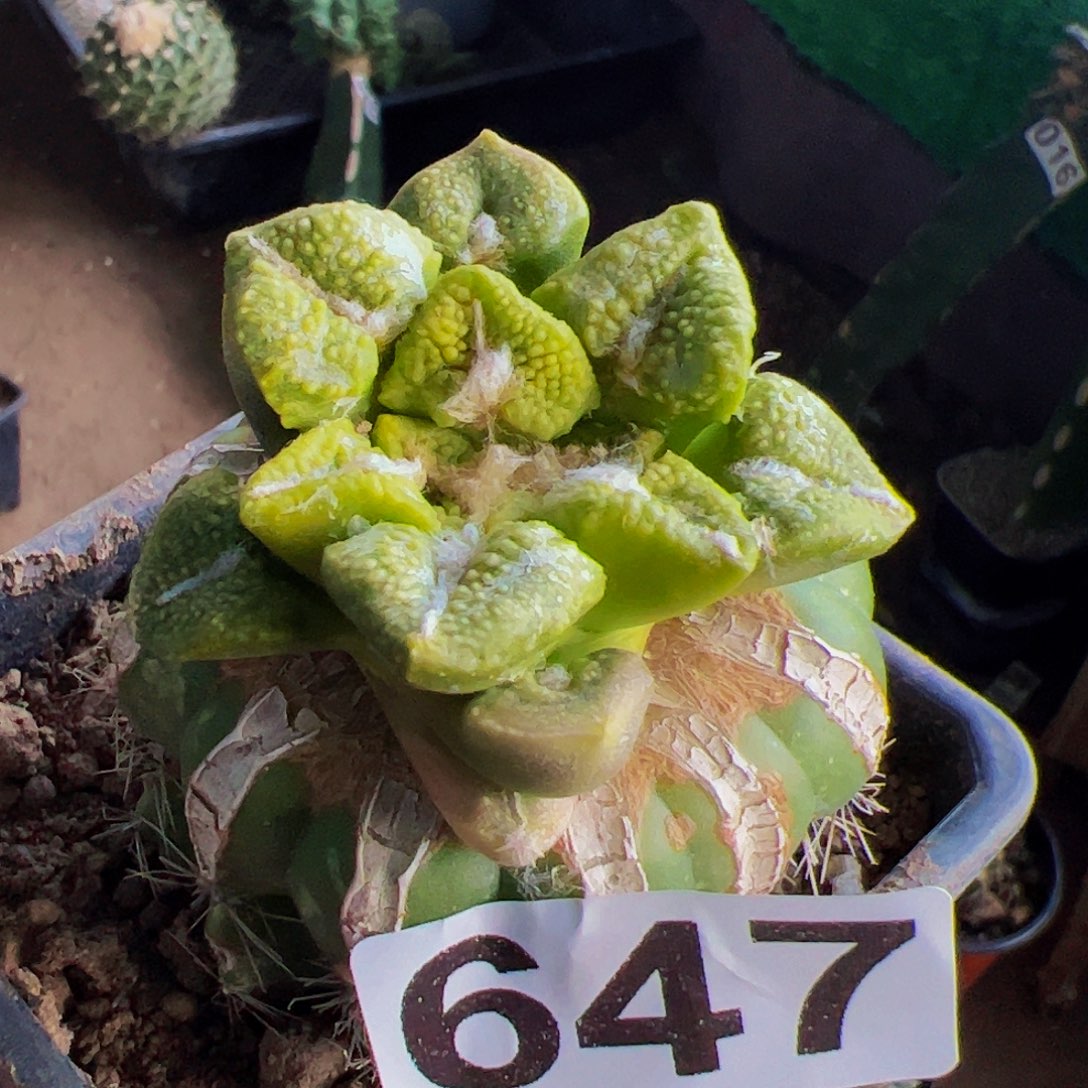 全部花朵苗接大尤黑牡丹锦647
