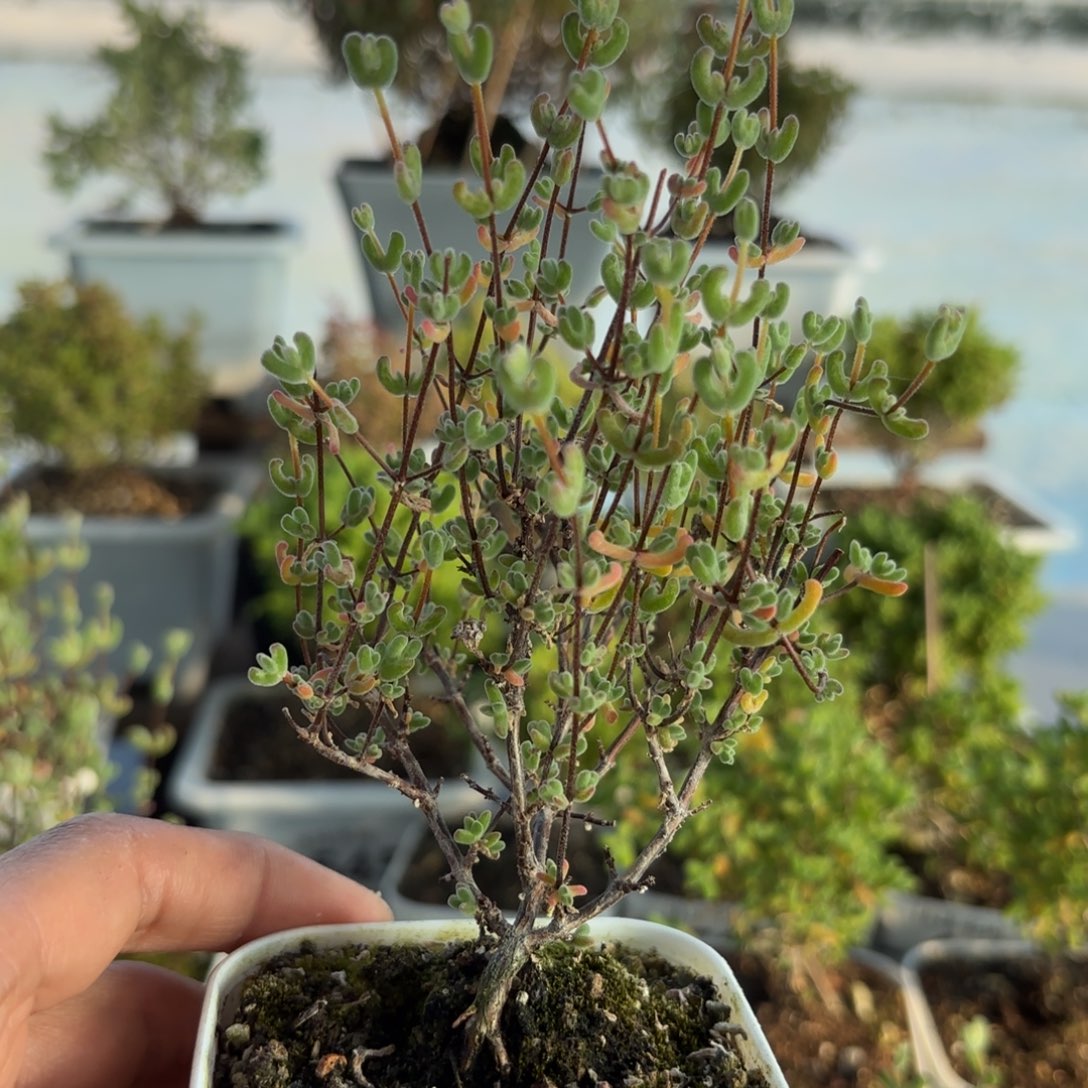 644月曲枝干福利炸