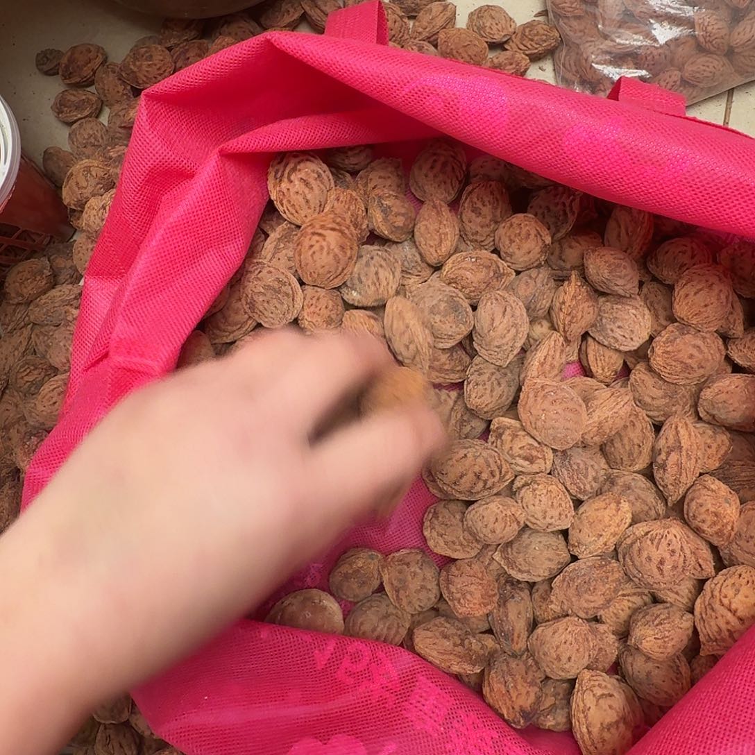 精品野生大毛桃核200颗