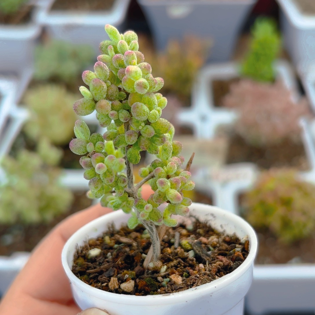 虎斑锦糖球974。   