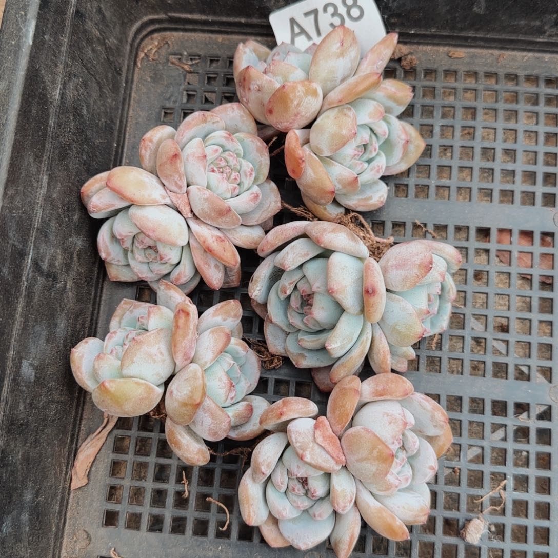 石榴籽双头五颗A738号