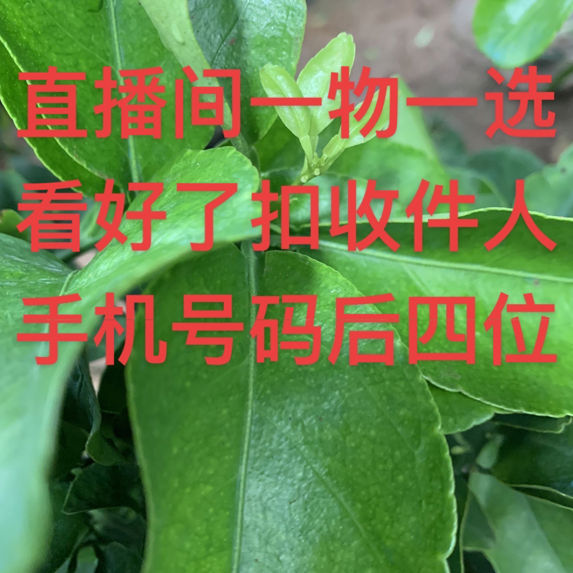 一物一选盆栽地栽绿植花卉