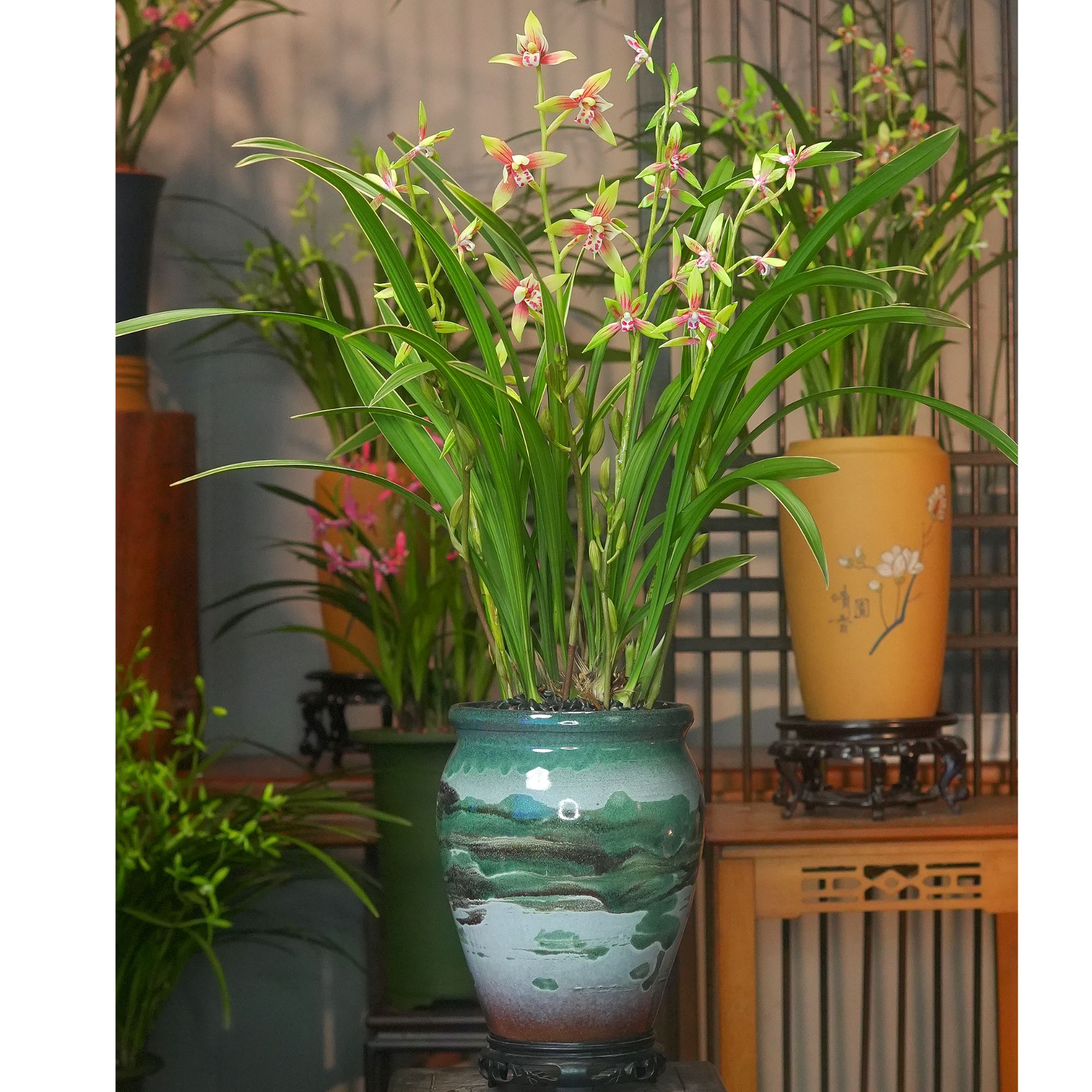 兰花 建兰铭品【彩虹仙子小国魂带花苞】万里山水陶瓷盆室内外浓香