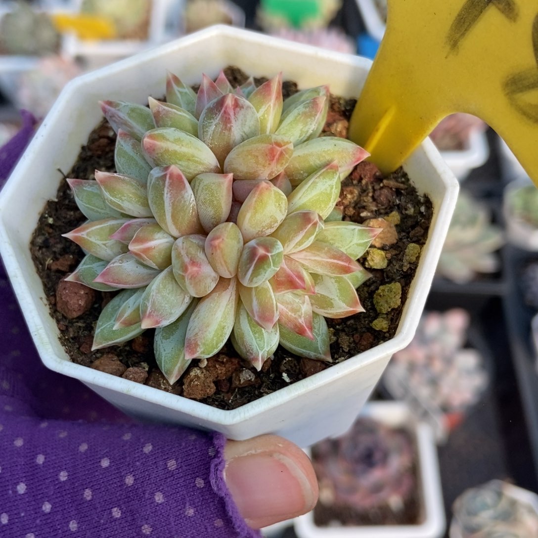 548伊丽莎白多肉植物