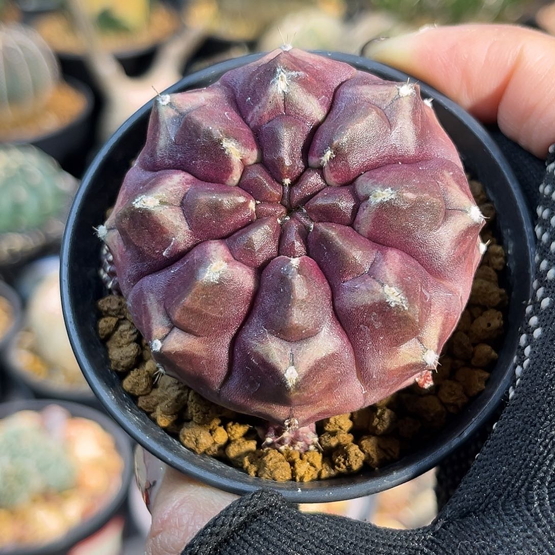 自根梦想Zzzzzzzzzzzz