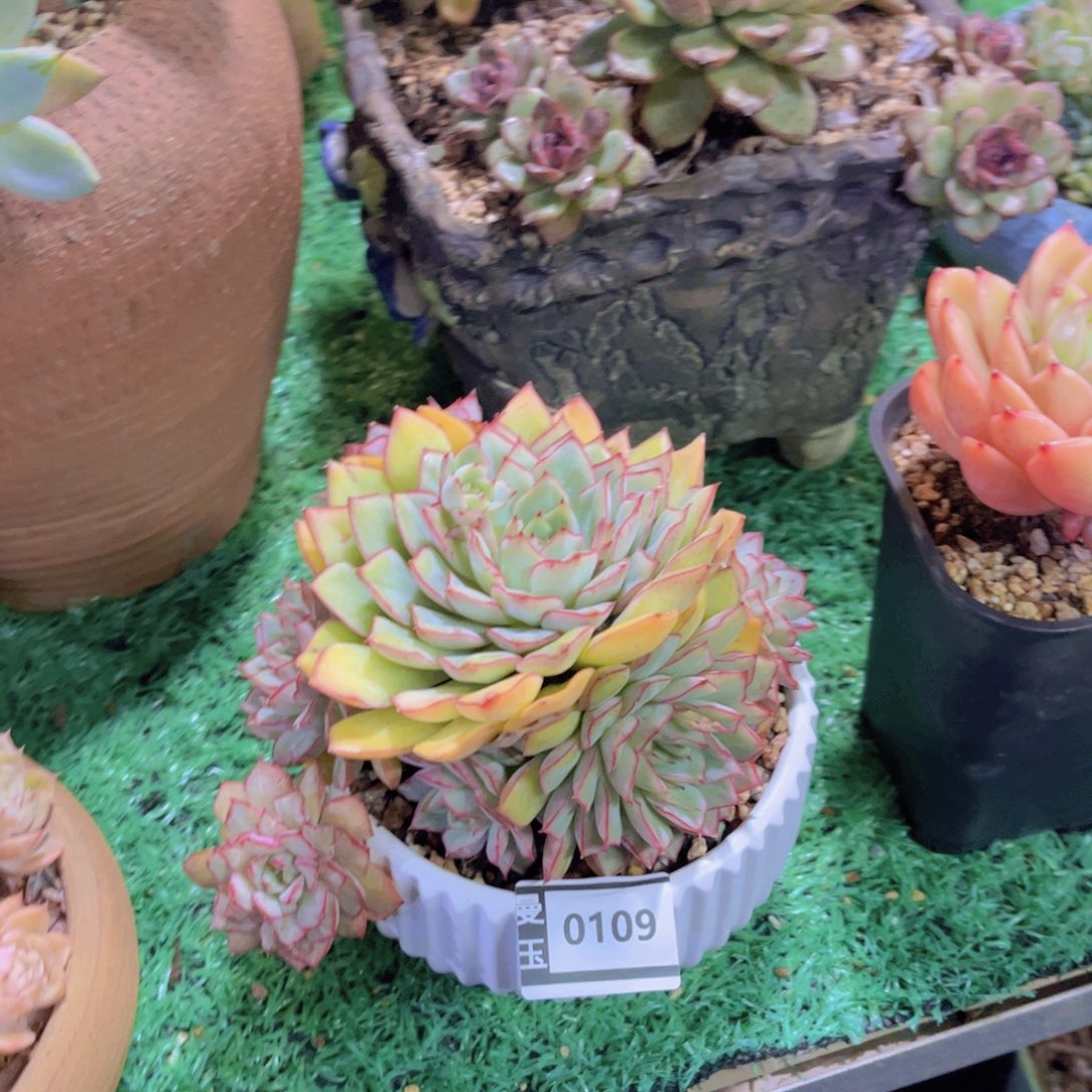 之锦多肉植物0109