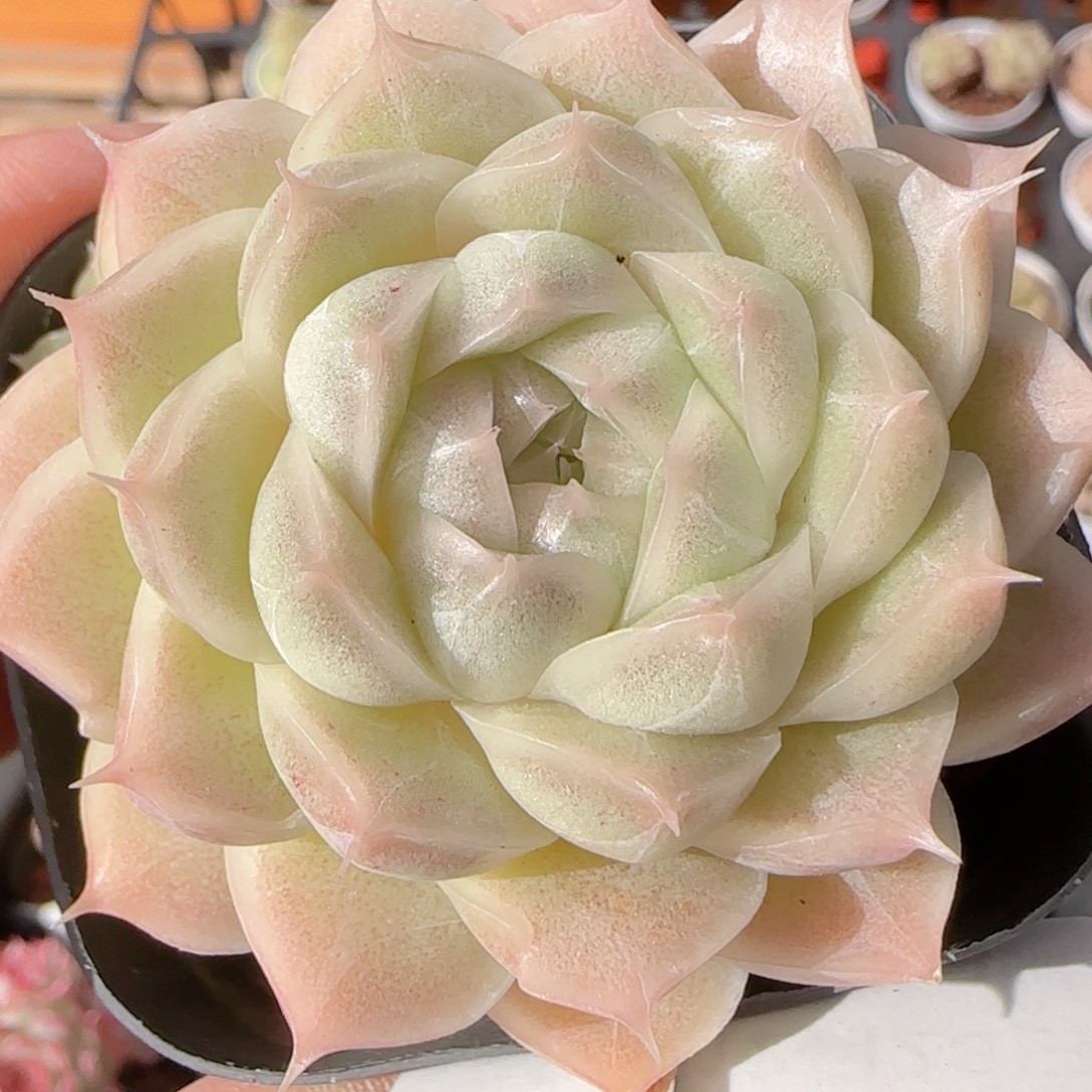 花语多肉1228-386散