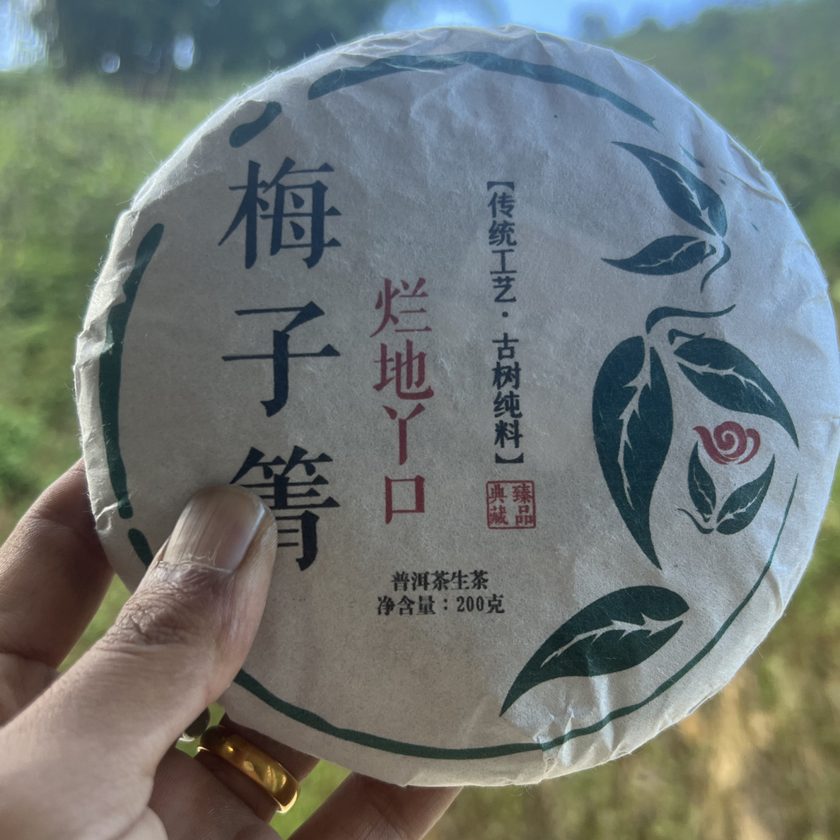 2025年梅子箐.烂地丫口古树挑采秋茶茶饼