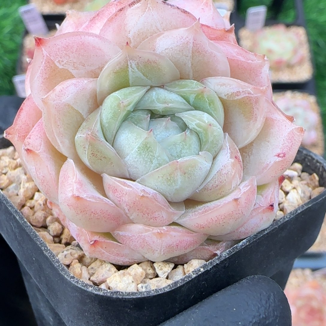 084  女王   5厘米盆