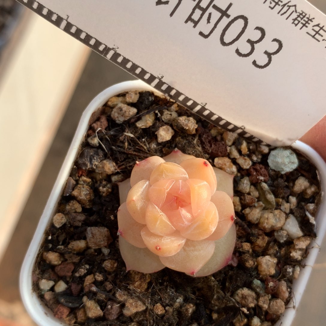 精品多肉珍妮小可爱