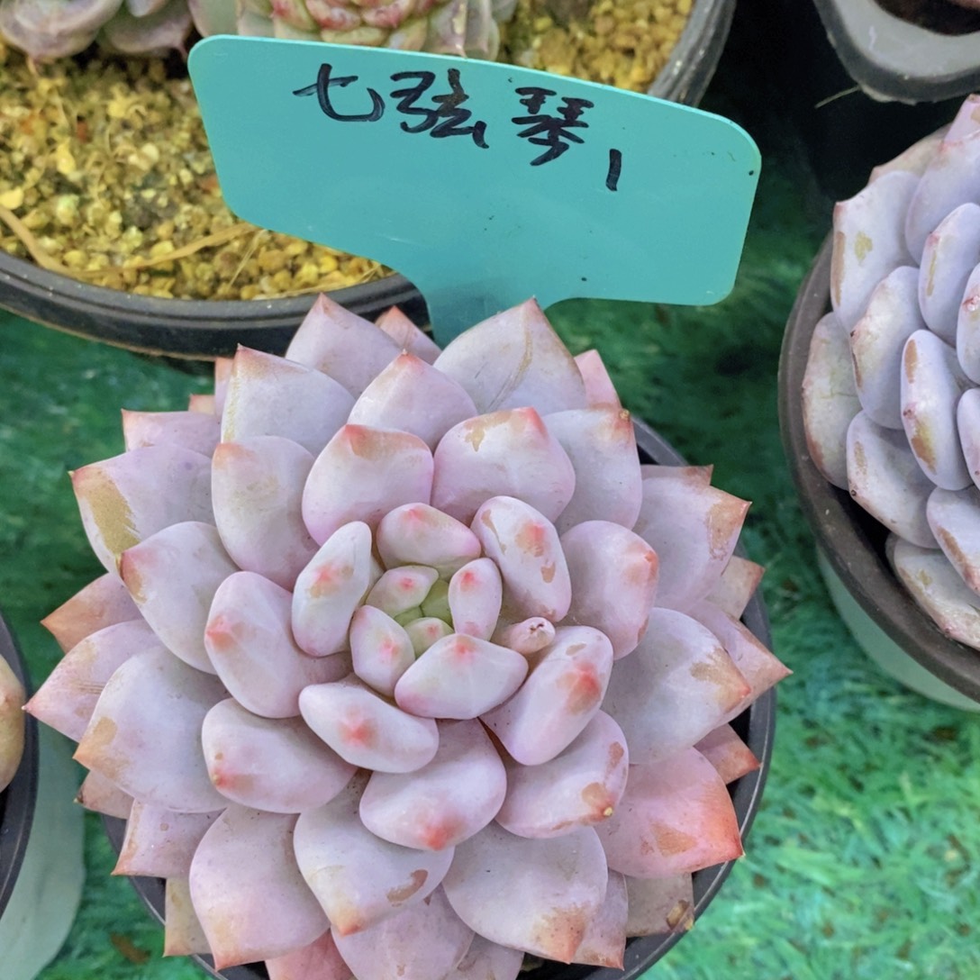 多肉植物，一物一拍，第5场