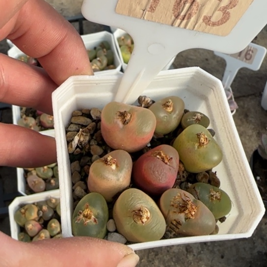 ༃***✰163毛汗尼多肉植物