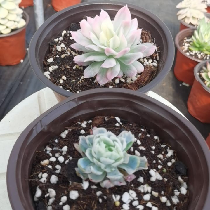 紫罗兰女王白锦+大叶冰梅白锦