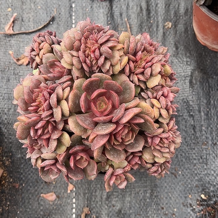 臭***活大红袍缀化，一物一拍