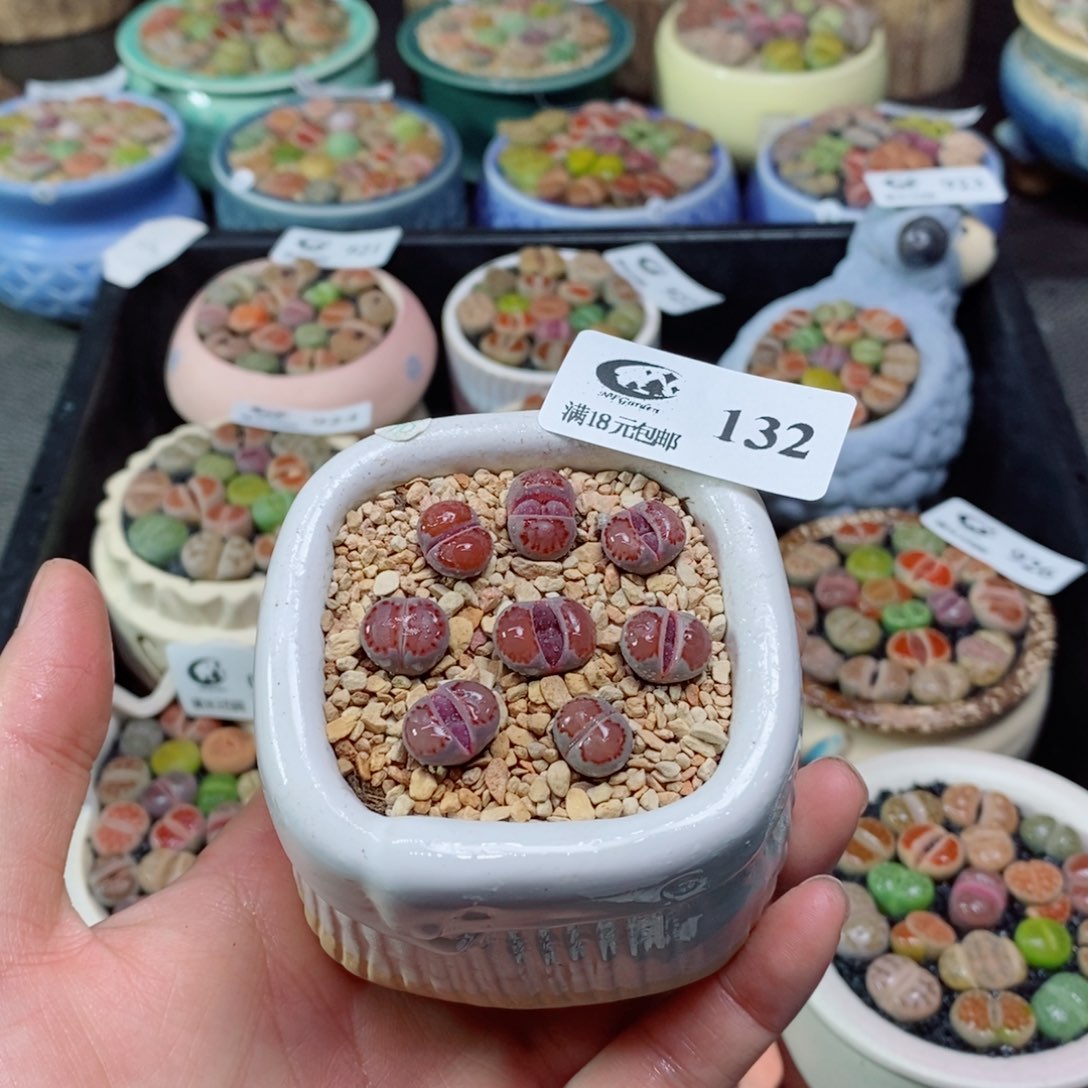 生石花花花花花花132