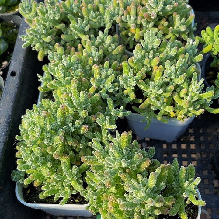 满盆冰晶糖球掉糖果