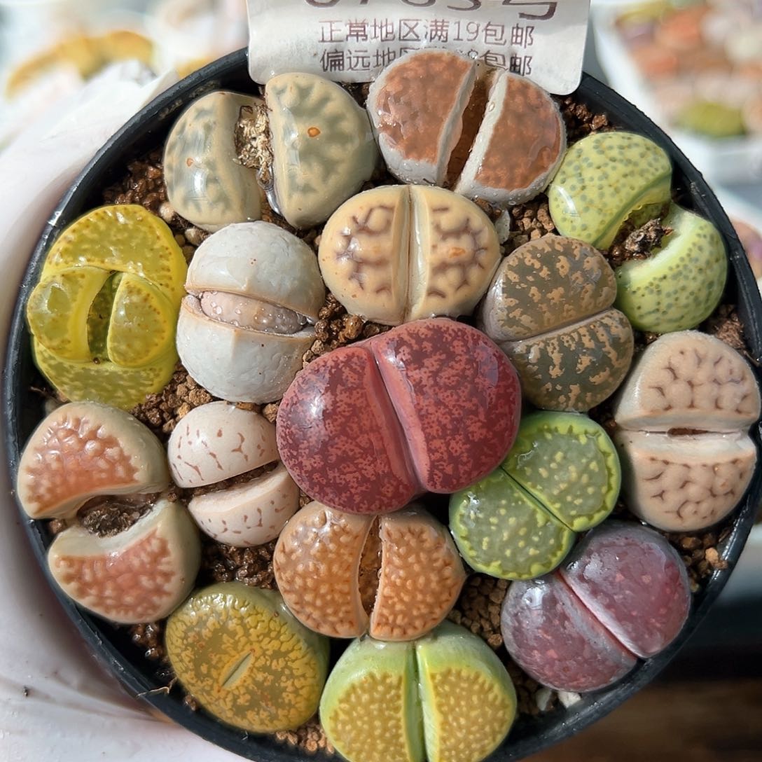 好养易活生石花大母本8763