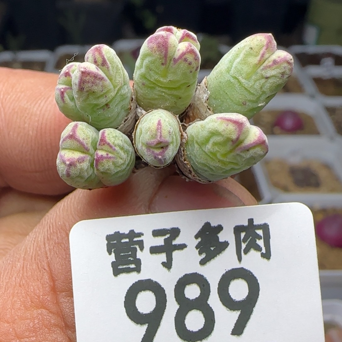 猪蹄985脱土。 10头。      