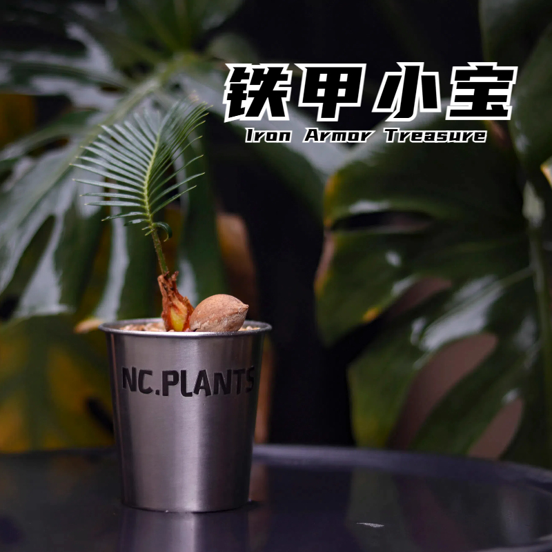 【NC.PLANTS 铁甲小宝】工业极简风 | 桌面微景观 | 成品