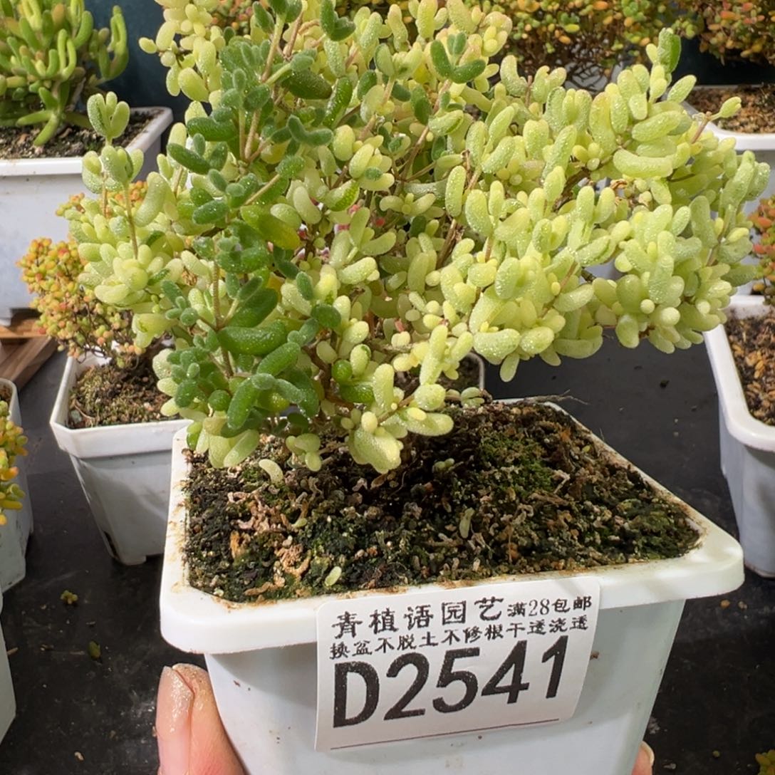 D2541米粒阴阳锦枝干