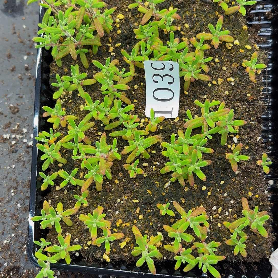 多肉植物多肉植物1039
