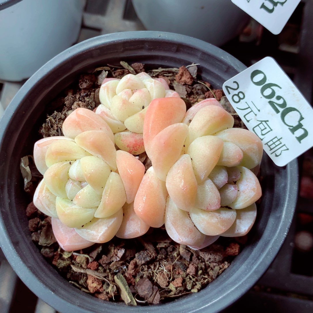 5厘米盆精控多肉0062