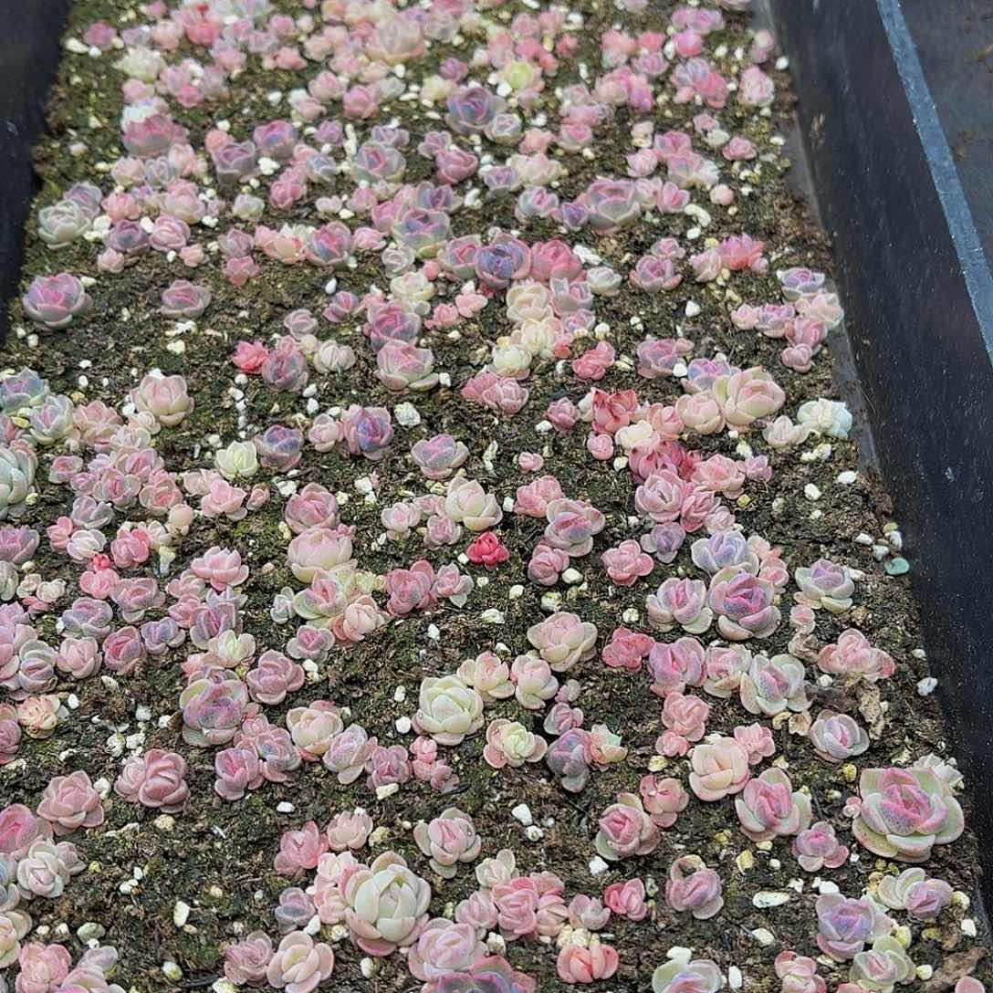 我****的多肉植物多肉植物29