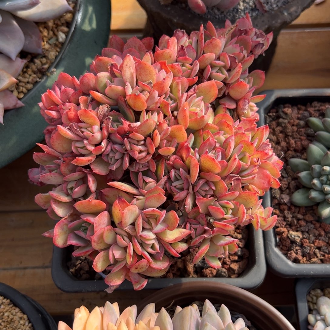 多肉绮罗仙子缀【非偏远满18包邮】