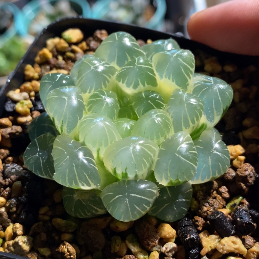 一颗糊斑湖水玉露锦 开播福利