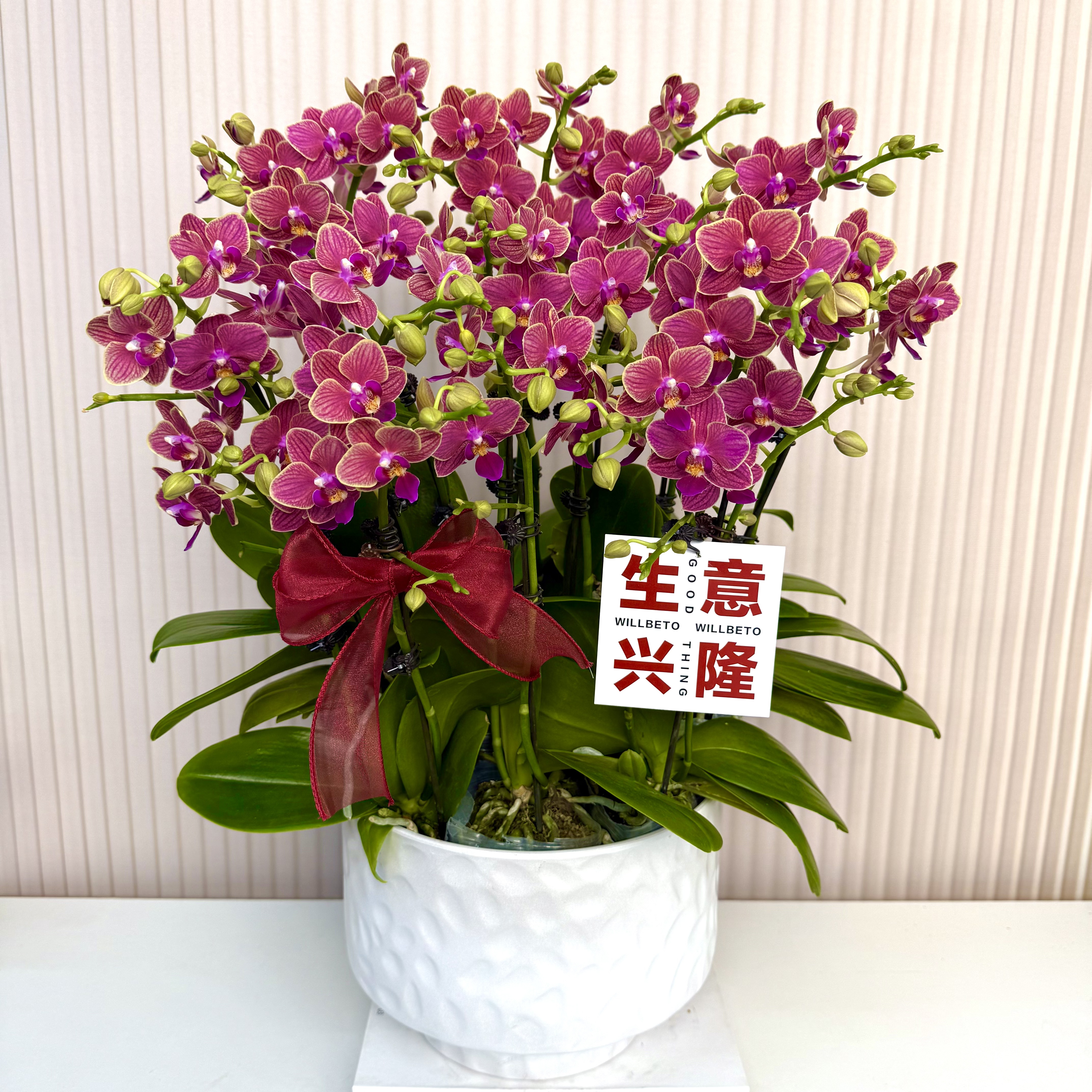 【金边玲珑】蝴蝶兰  红色小花型 四季花 室内花精品 源头基地直