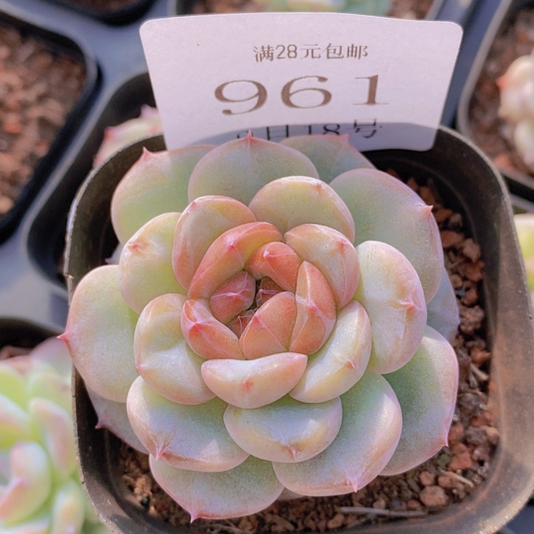 【闪购商品】云961