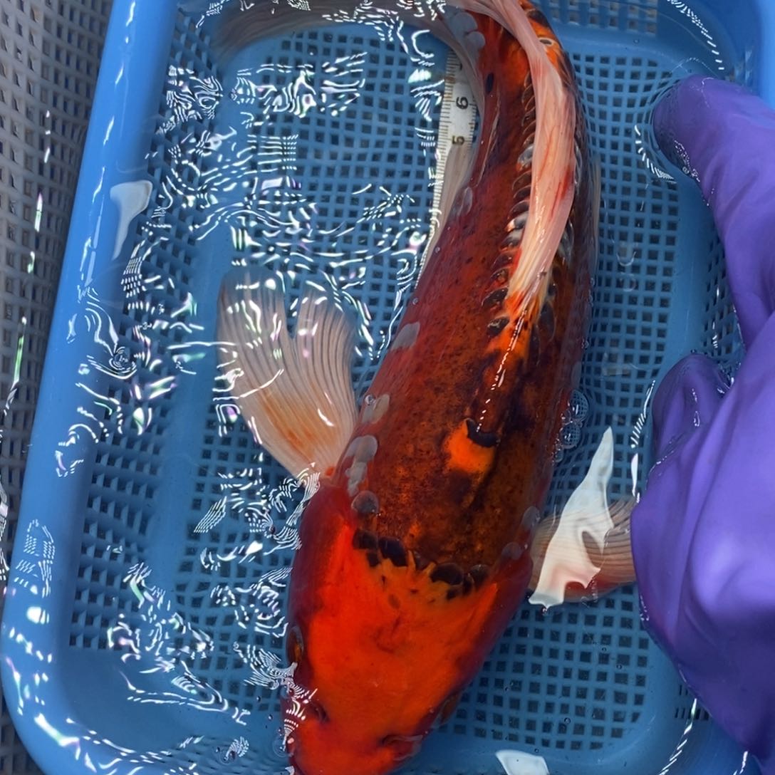 锦鲤冷水锦鲤包邮