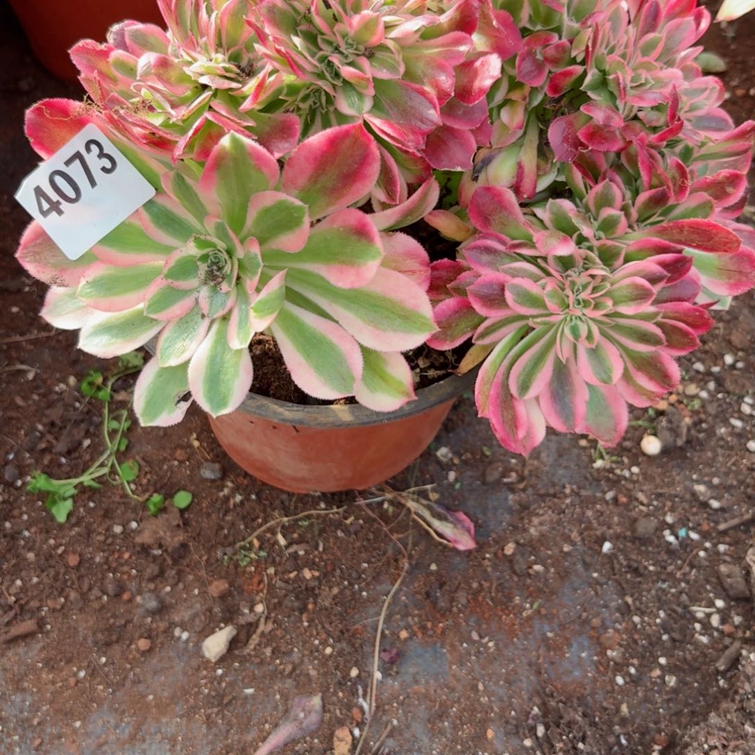 我4073 号多肉法师新年特价