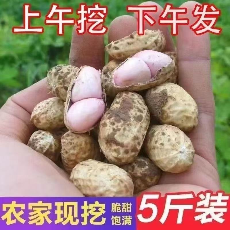 【拍3斤送2斤到手5斤】现挖现发新鲜带壳湿花生农家自种放心购